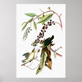 Poster Paruline John Audubon Oiseaux d'Amérique