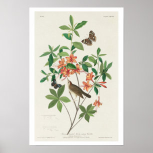 Poster Paruline mangeuse de vers à tête Brown par Audubon