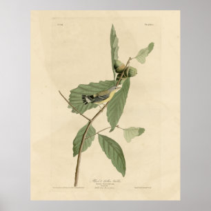 Poster Paruline noire et jaune, Audubon's Birds of Americ