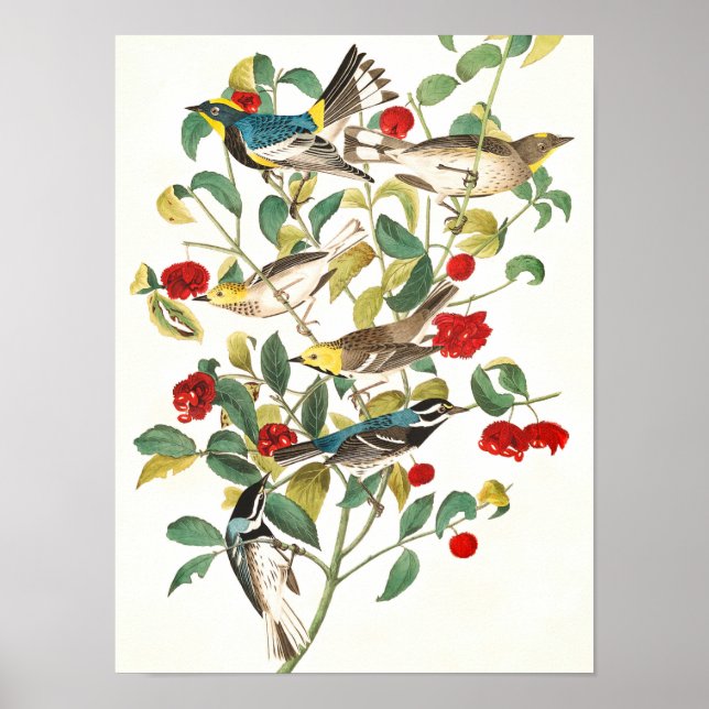 Poster Paruline par John James Audubon (Devant)