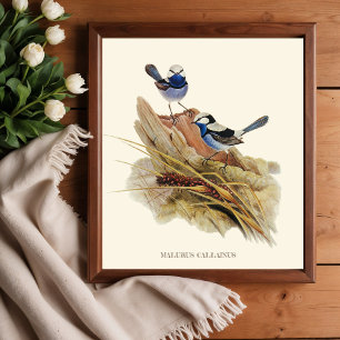 Poster Paruline Turquoisine Superbe, Oiseaux Vintages