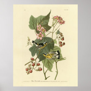 Poster Parulines jaunes et noires Audubon's Birds of Amer