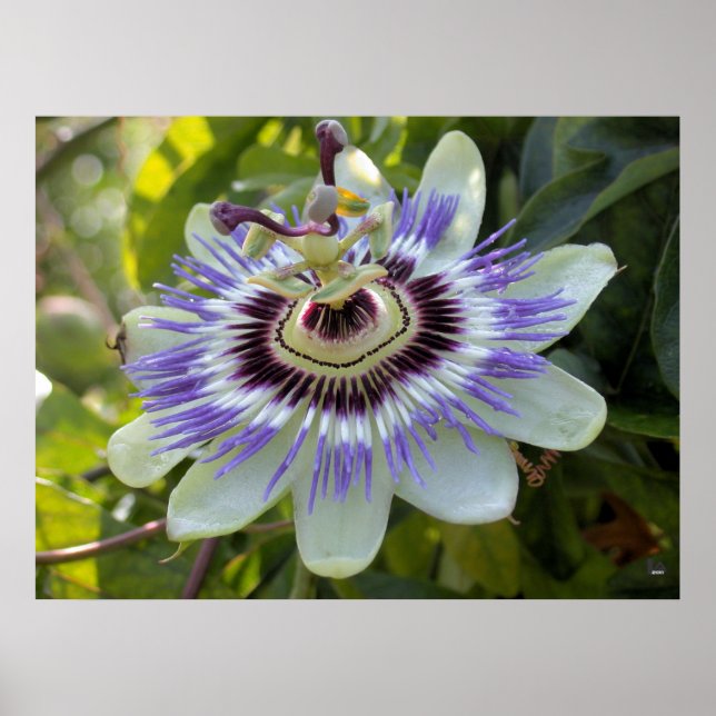 Poster Passiflora edulis forma flavicarpa (Devant)