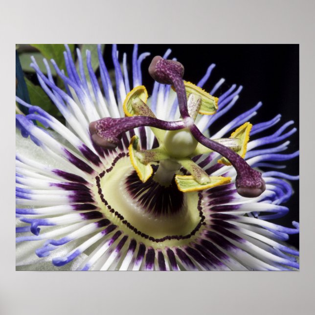 Poster Passiflore en gros plan (MR) (Devant)