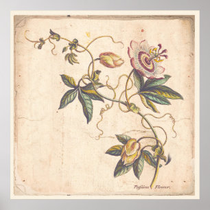 Poster Passion botanique antique Fower d'affiche