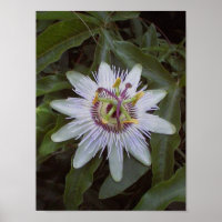 Passion Fleur de vigne