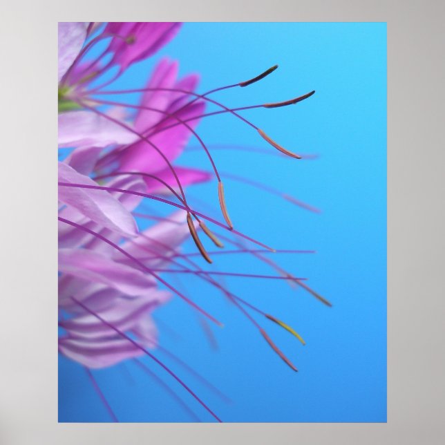 Poster Pastel Simplicity (Devant)