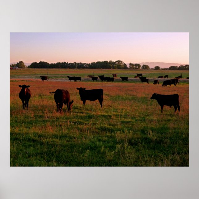 Poster Pasture de l'Angus noir (Devant)