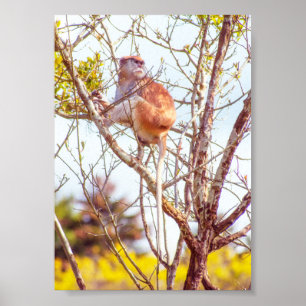 Poster Patas est au sommet d'un arbre