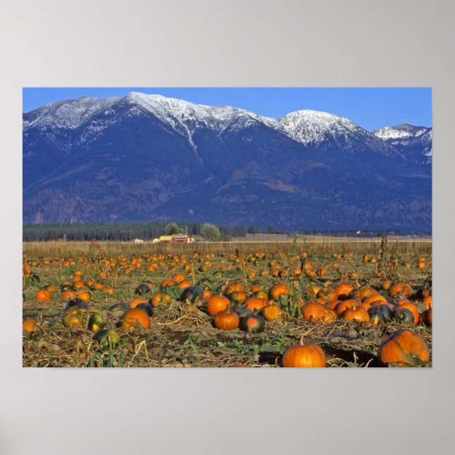 Poster Patch Citrouille Flathead Valley Montana (Devant)