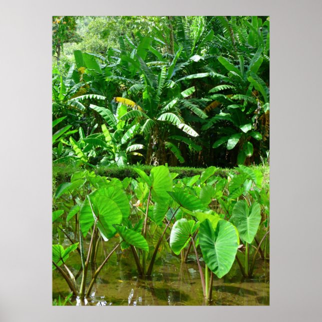 Poster Patch de Taro hawaïen (Devant)