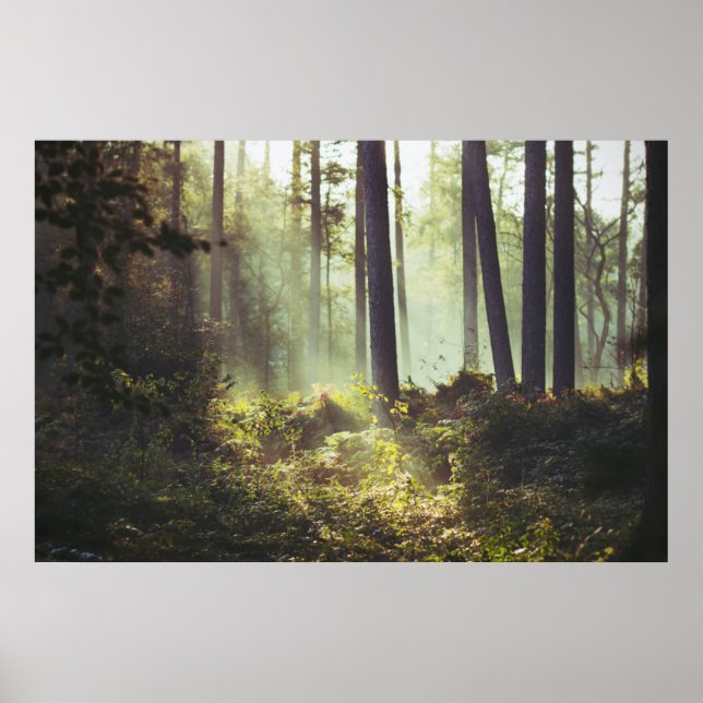 Poster Patch of Underbrush in the Forest (Devant)