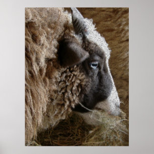 Poster Patchwork Amy