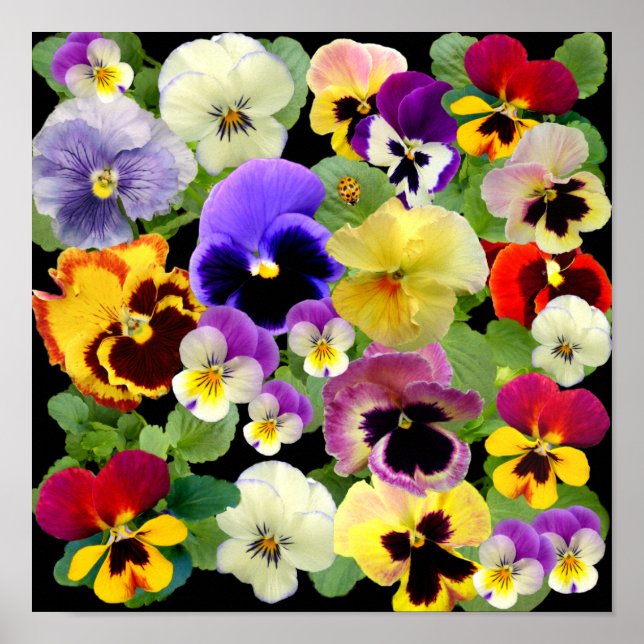POSTER PATCHWORK PANSY ~ IMPRIMER/POSTER (Devant)
