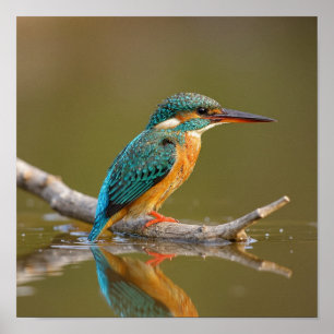 Poster Patient Kingfisher en Branche - Riverbank Wildlife