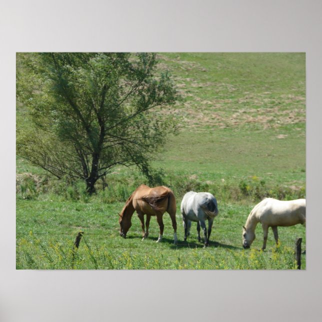 Poster Pâturage du cheval (Devant)