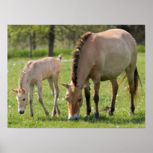 Poster Pâturage du cheval et du poulain de Przewalski
