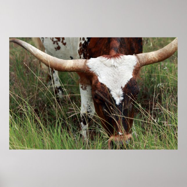 Poster Pâturage Longhorn (Devant)