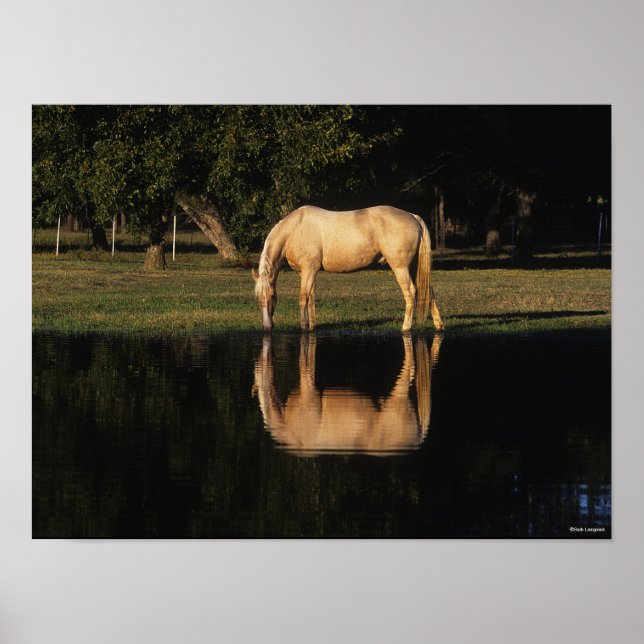 Poster Pâturage Palomino Par Lac Avec Réflexion (Devant)