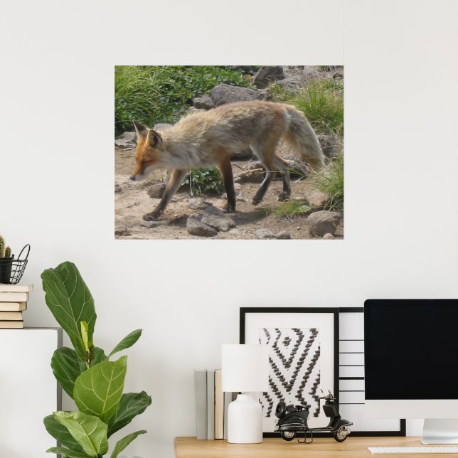 Poster Pause sauvage : Renard dans la lumière du matin (Bureau à domicile)