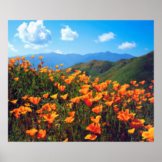 Poster Pavot californien recouvrant une colline (Devant)