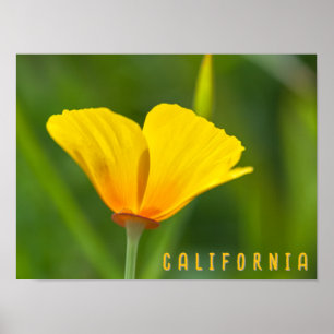 Poster Pavot de Californie
