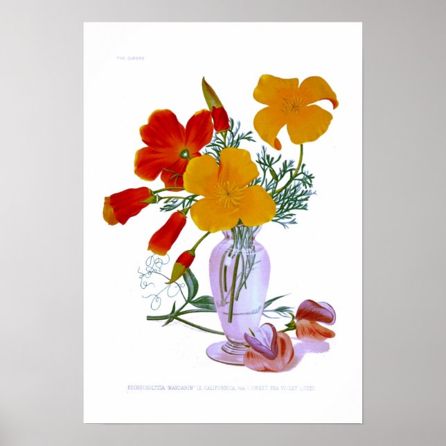 Poster Pavot de Californie (Eschscolzia californica) (Devant)