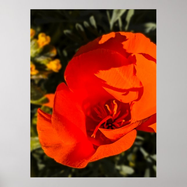 Poster Pavot de Californie - Poppy de Californie 1 (Devant)