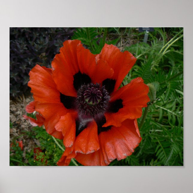 Poster pavot d'Orient  (Devant)