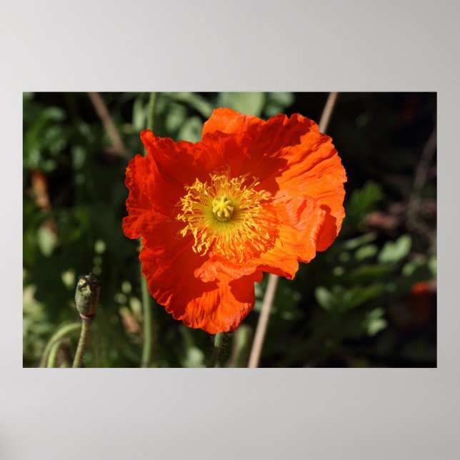 Poster Pavot gallois (orange) (Devant)