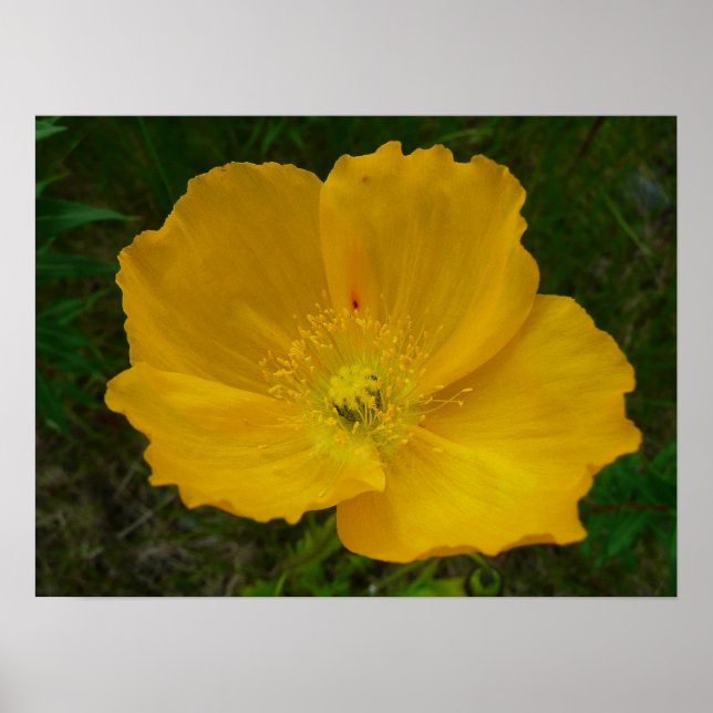 Poster Pavot jaune Fleur sauvage de l'Alaska Floral (Devant)