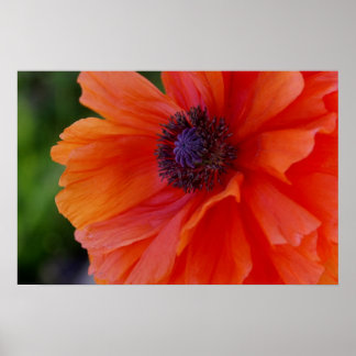 Poster Pavot orange clair