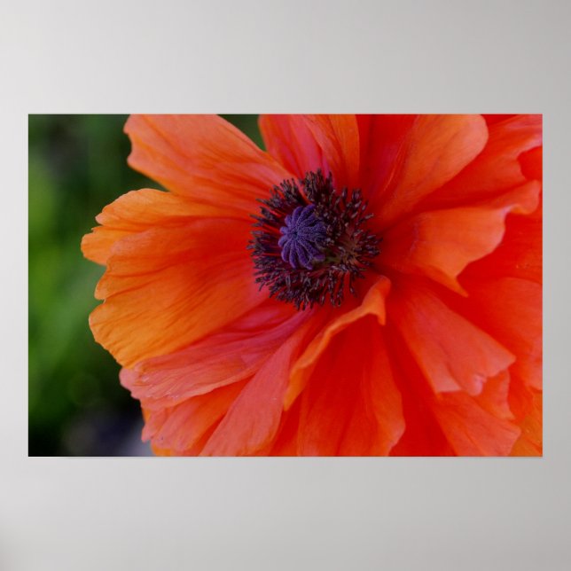Poster Pavot orange clair (Devant)