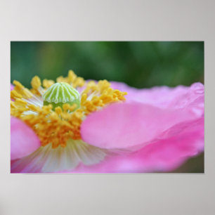 Poster Pavot rose Gros plan Photographie Imprimer