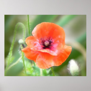 Poster Pavot rouge de la Flandre