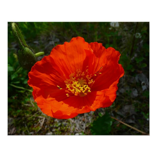 Poster Pavot rouge de l'Alaska Fleur colorée (Devant)