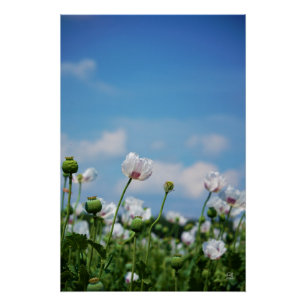 Poster Pavot somnifère de fleurs de graines de lune fleur