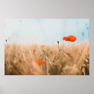 Poster Pavots et orge rouges d'or