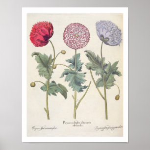 Poster Pavots : rubicundis multiplex des albumoris