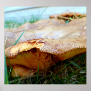Poster Paxillus involutus