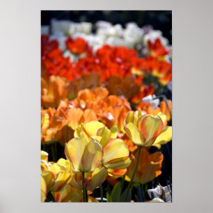 Poster Pays-Bas alias Holland), Lisse. Keukenhof
