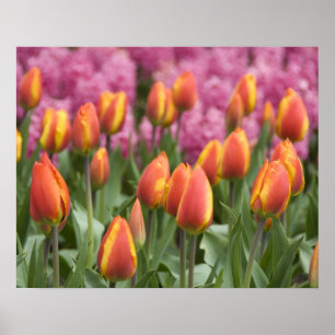 Poster Pays-Bas (alias Holland), Lisse. Keukenhof