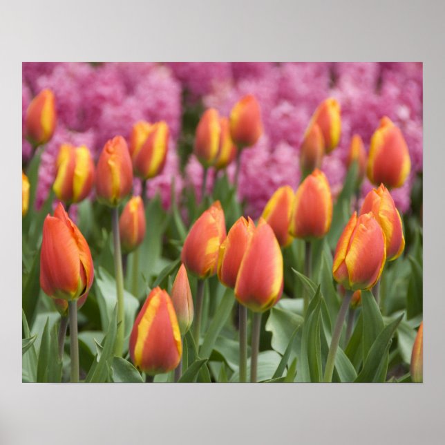 Poster Pays-Bas (alias Holland), Lisse. Keukenhof (Devant)