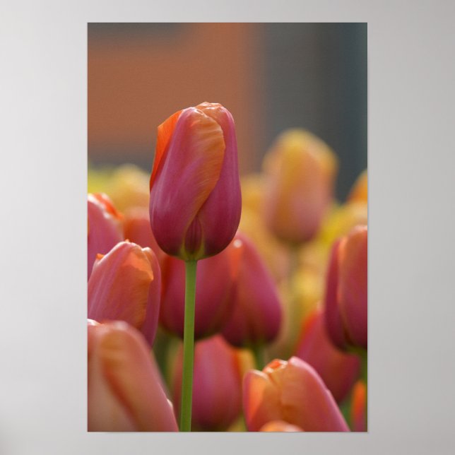 Poster Pays-Bas alias Holland), Lisse. Keukenhof 6 (Devant)