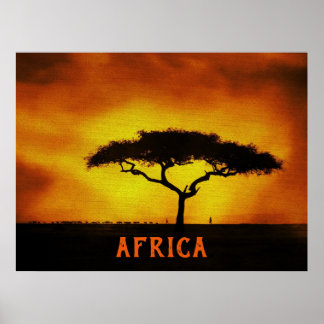 Poster Paysage africain Arbre Acacia