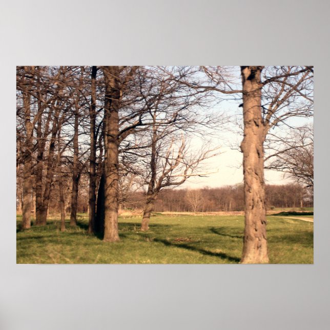 Poster Paysage arboré (Devant)