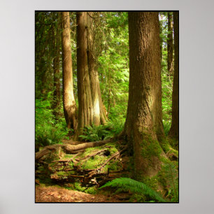 Poster Paysage canadien Art forestier de la côte ouest Im