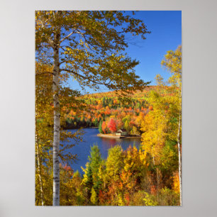 Poster Paysage d'arbres en automne, Maine