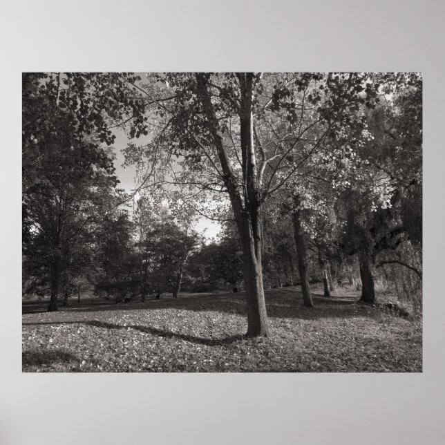 Poster Paysage d'automne Bute Park Cardiff (Devant)