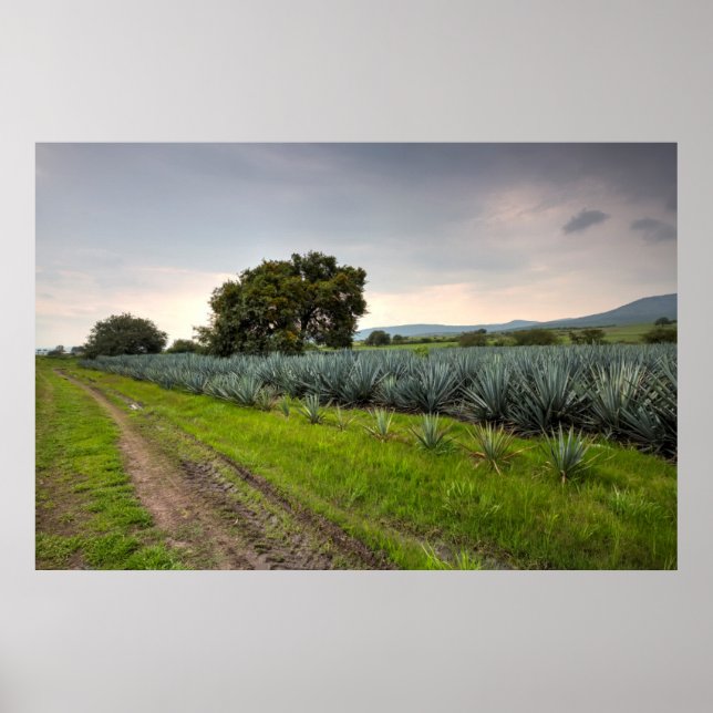 Poster Paysage De Blue Agave (Devant)